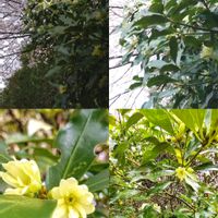 樒(シキミ),シキミ,サクラ,笑顔いっぱい❤️,植物のある暮らしの画像
