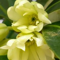 樒(シキミ),シキミ,笑顔いっぱい❤️,植物のある暮らし,花木が好きの画像
