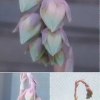 エレガンス,エケベリア属 エレガンス,多肉植物,多肉花芽,花芽の画像