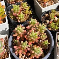 オーロラ,多肉植物の画像
