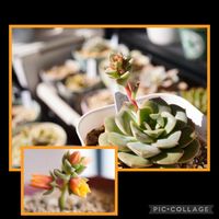 みどり牡丹,多肉植物,ヒヤミカチ日本！,コロナ収束を願って,ヒヤミカチ首里城！の画像