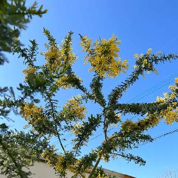 スーパーアリッサム ！,さし芽,切り戻しの画像