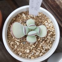 コチレドン　福娘,観葉植物,カット苗,元気に育ってね,お粉系の画像