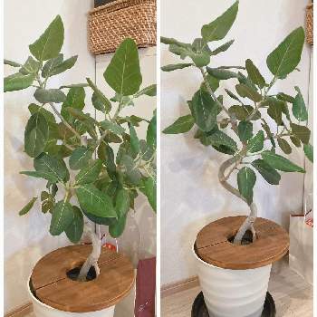 スーパーアリッサム ！,さし芽,切り戻しの画像