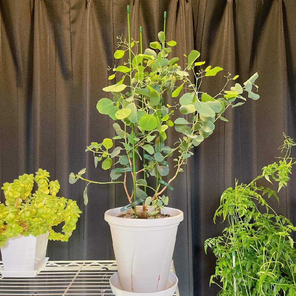 へらーり様専用おまとめリクエスト。幹太ユーカリポポラス2.0M(鉢底