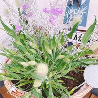 ラグラス,レースラベンダー,エレモフイラ ニベア,バルコニー/ベランダの画像