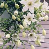 クレマチス  カートマニージョー,白花好き,ハンキング,花芽,お花のある暮らしの画像
