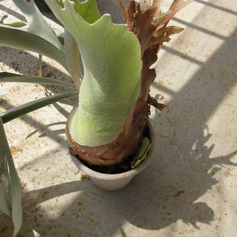 p.fubuki 子株 流木付け 流木にビカクのベビちゃんをつける｜🍀GreenSnap（グリーン