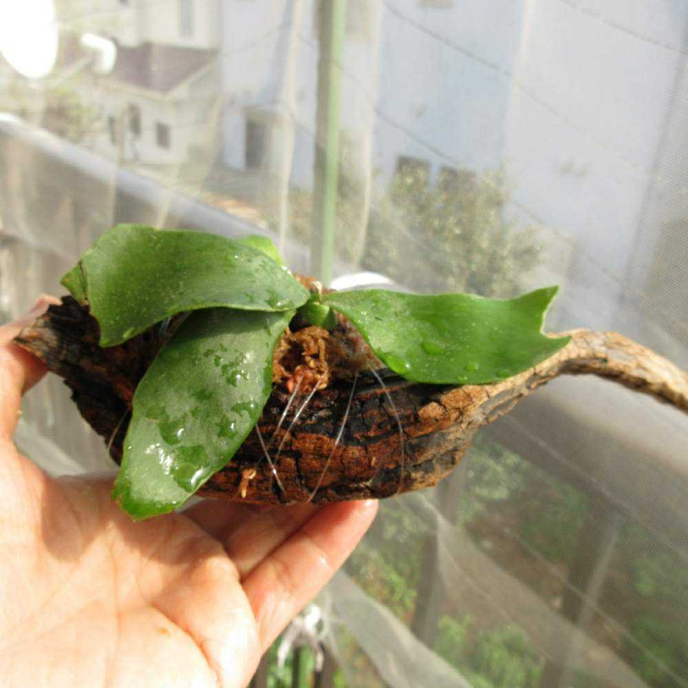 流木にビカクのベビちゃんをつける｜🍀GreenSnap（グリーン