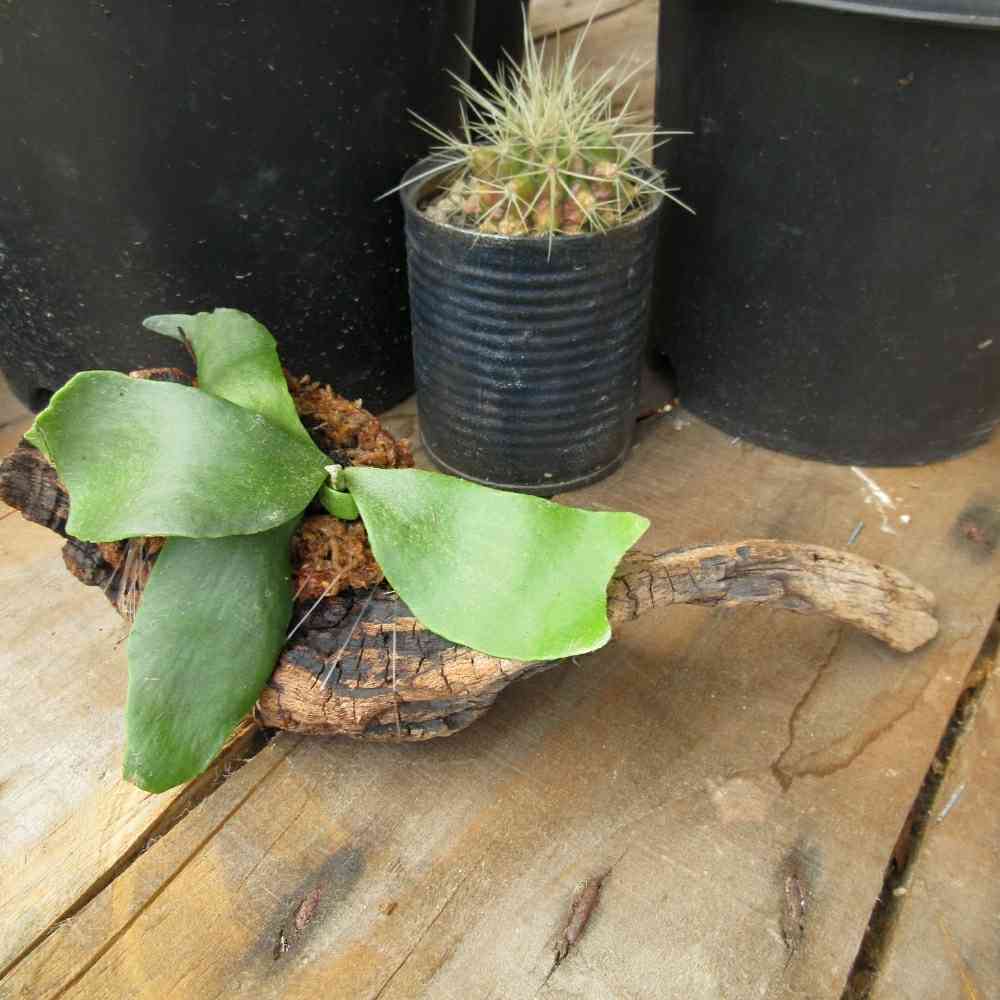 p.fubuki 子株 流木付け 流木にビカクのベビちゃんをつける｜🍀GreenSnap（グリーン