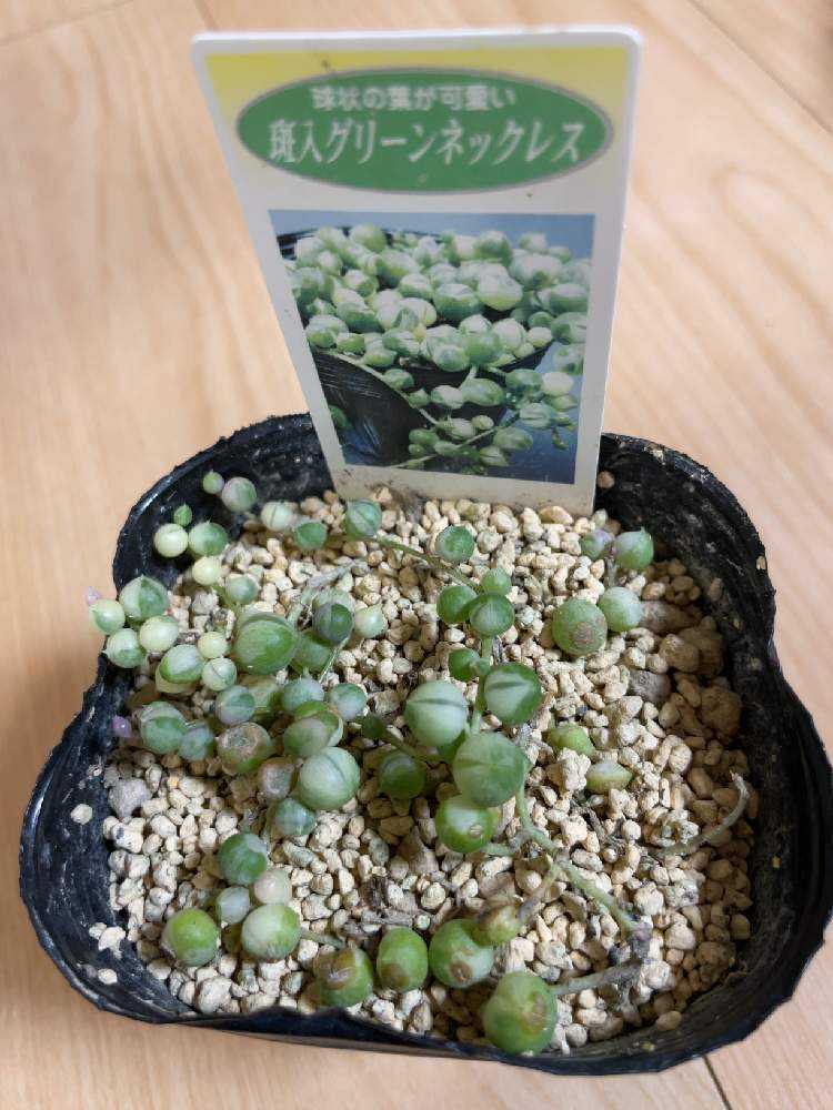 斑入りグリーンネックレス成長記録｜🍀GreenSnap（グリーン