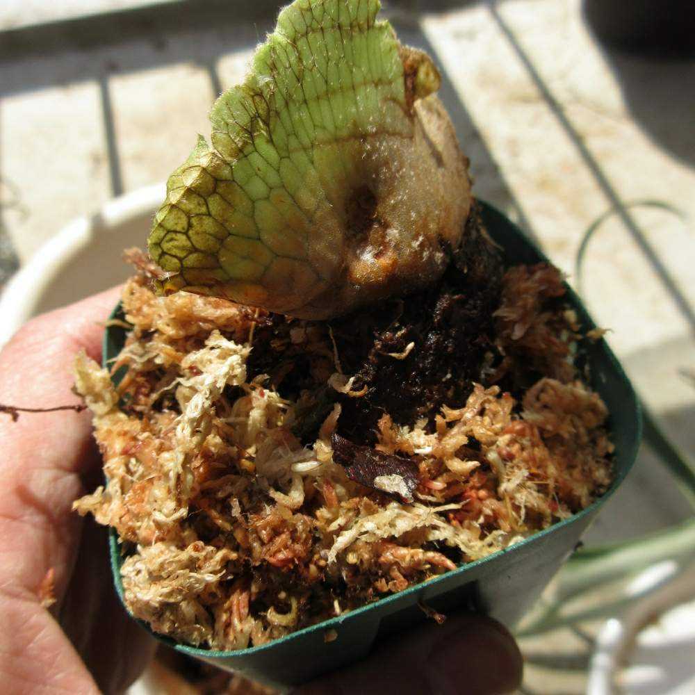 p.fubuki 子株 流木付け 流木にビカクのベビちゃんをつける｜🍀GreenSnap（グリーン
