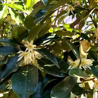 シキミ,常緑小高木,佐倉くらしの植物苑,マツブサ科,お出かけ先の画像