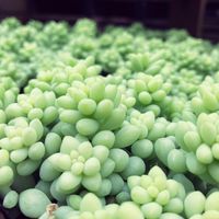 新玉つづり（ビアホップ）,セダム属,多肉植物,観葉植物,多肉大好きの画像