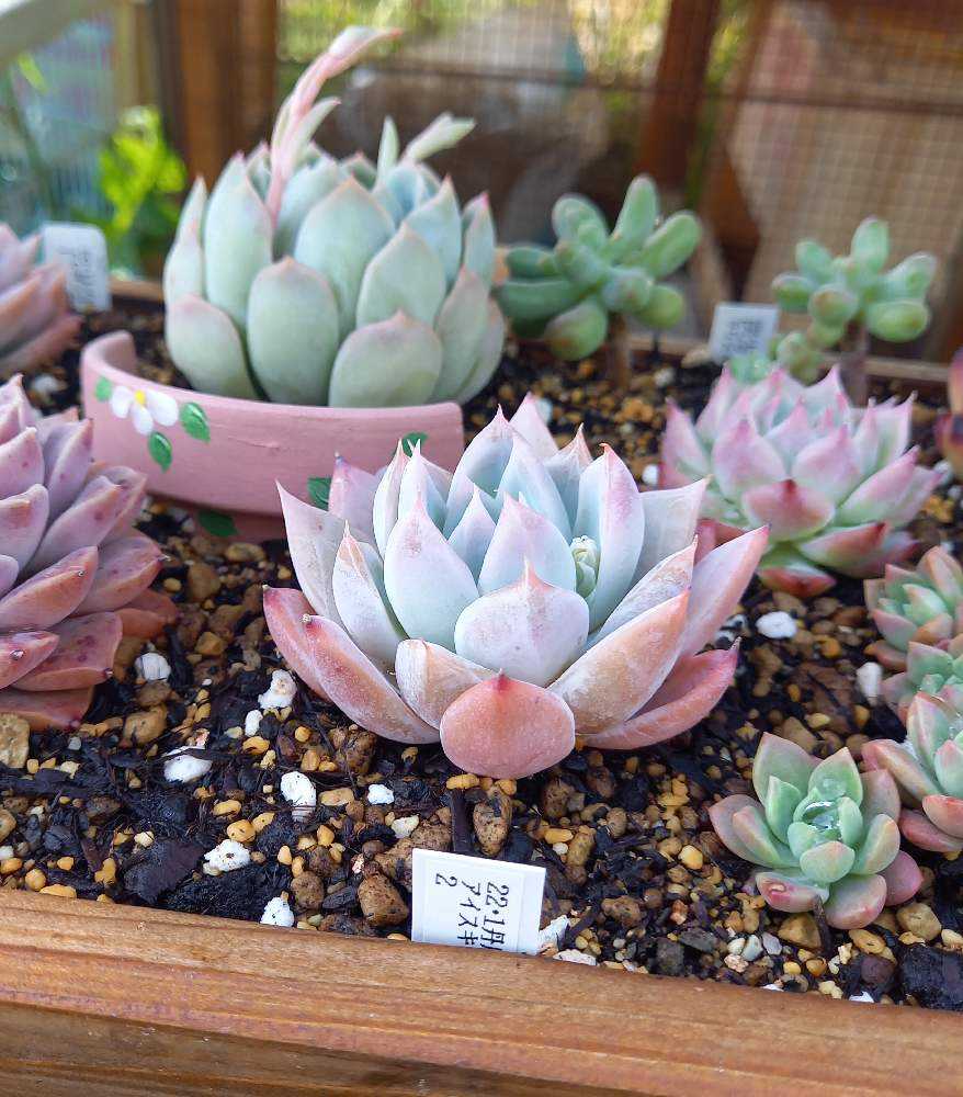 No.544 ❁アイススピリッツ❁ 苗 多肉植物 寄せ植え No.544 ❁アイススピリッツ❁ 苗 多肉植物 寄せ植え No.544 ❁アイス