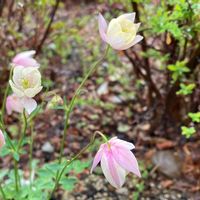 オダマキ,ヒメオダマキ ピンク,ガーデニング,ピンク,宿根・多年草の画像