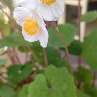 シラユキゲシ,白い花,花散歩,白い水曜日♡,いつもの公園1️⃣の画像