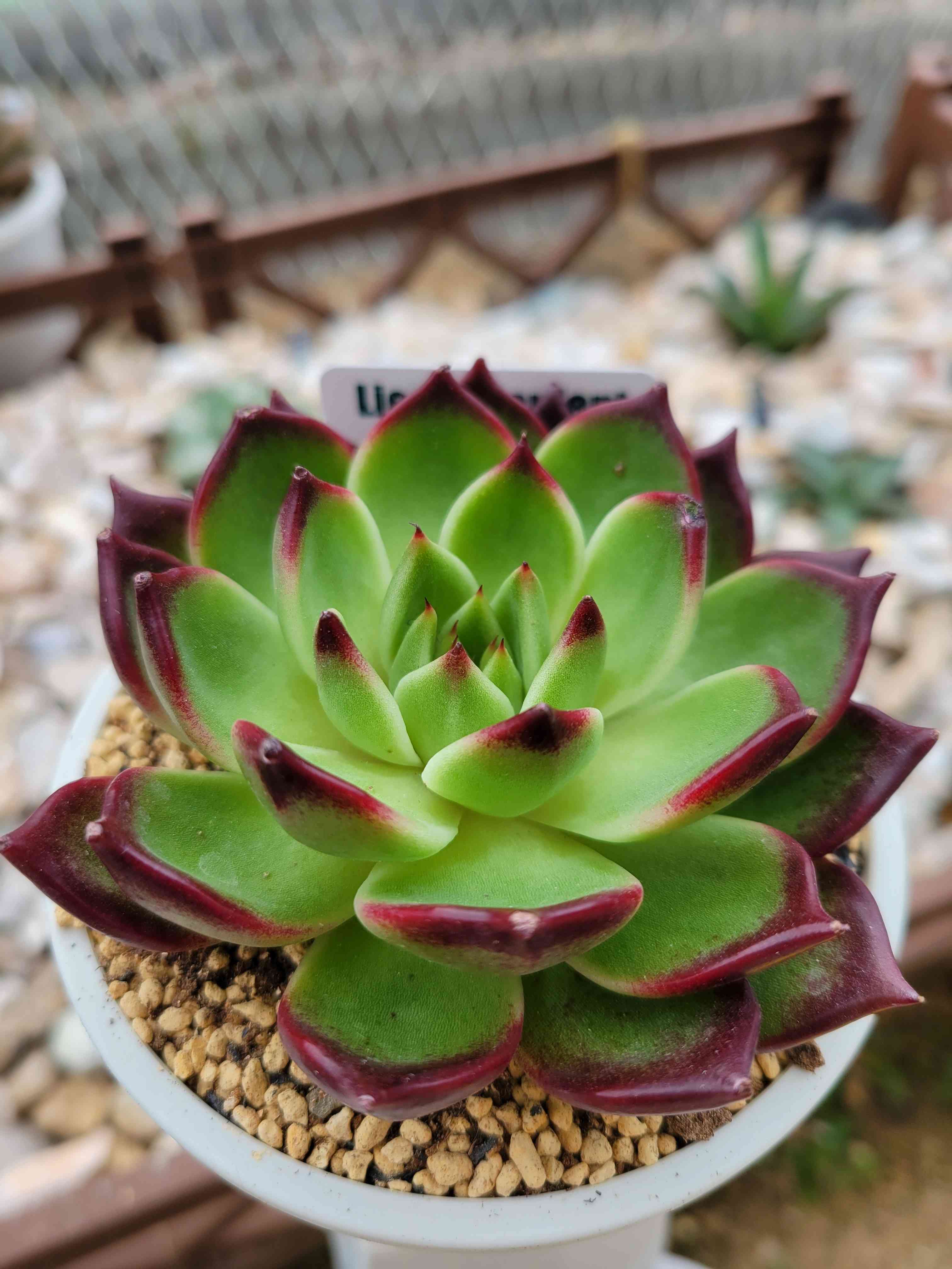 ブラックジュエリー(tsunコレ)｜🍀GreenSnap（グリーンスナップ）