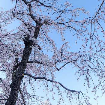 春の気配,春の訪れ,さくら 桜 サクラ,散歩,山下公園の画像