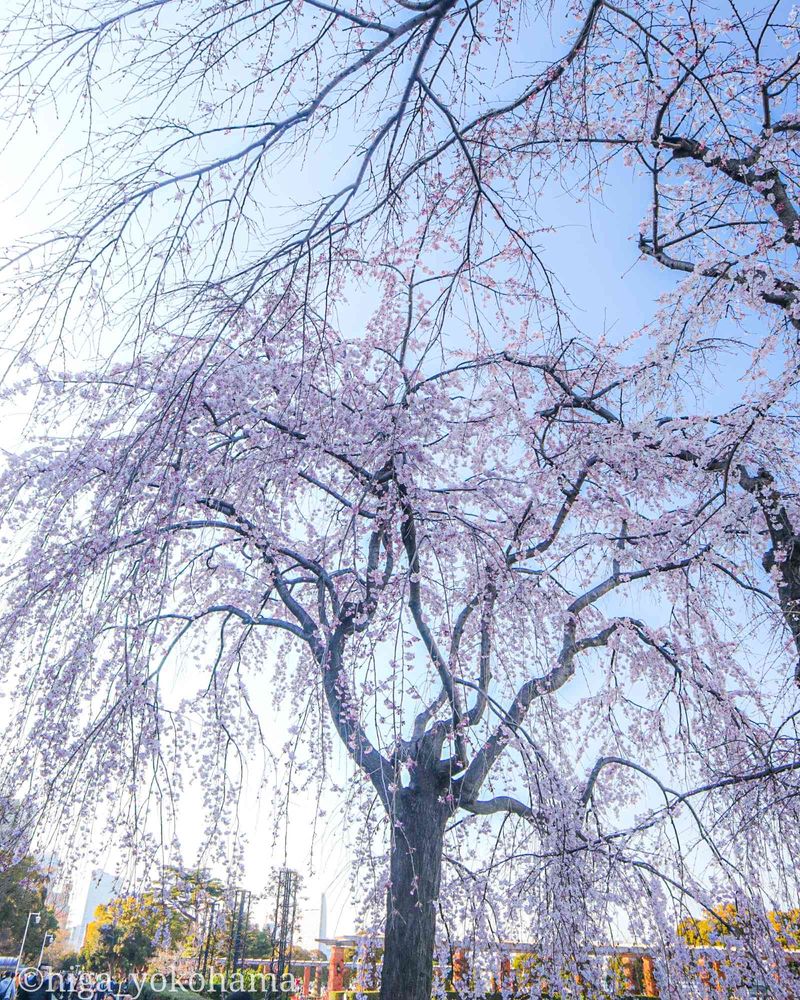 ヒガ君さんの山下公園への投稿