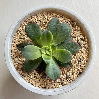 夕映え,多肉植物,植え替え,ダイソー,アオエニウムの画像