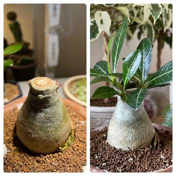 スーパーアリッサム ！,さし芽,切り戻しの画像