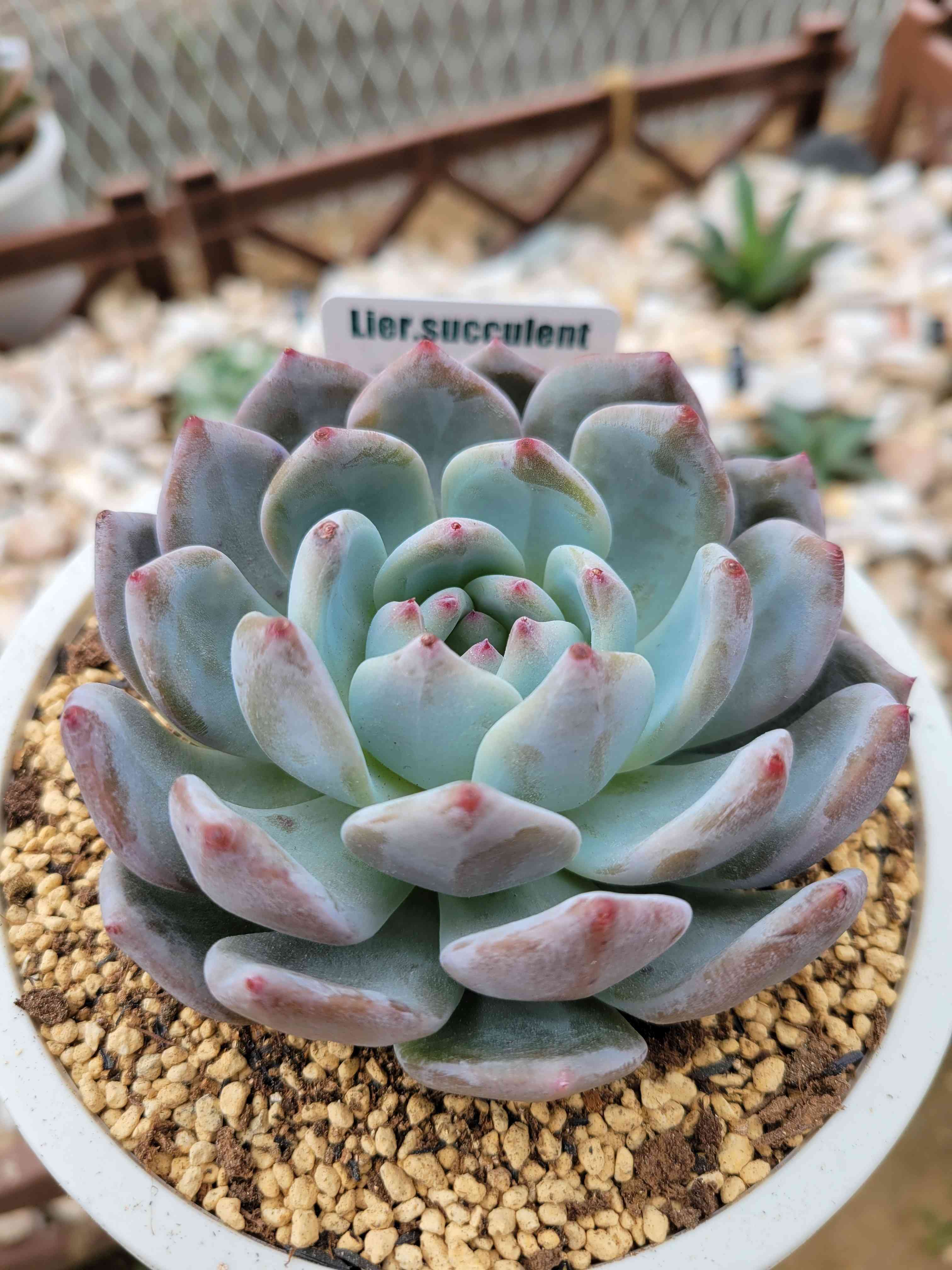 本店は 多肉植物 みんとすーすー♡葉挿し 植物/観葉植物