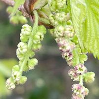 クワ,山野草,果樹,樹木,クワ科の画像