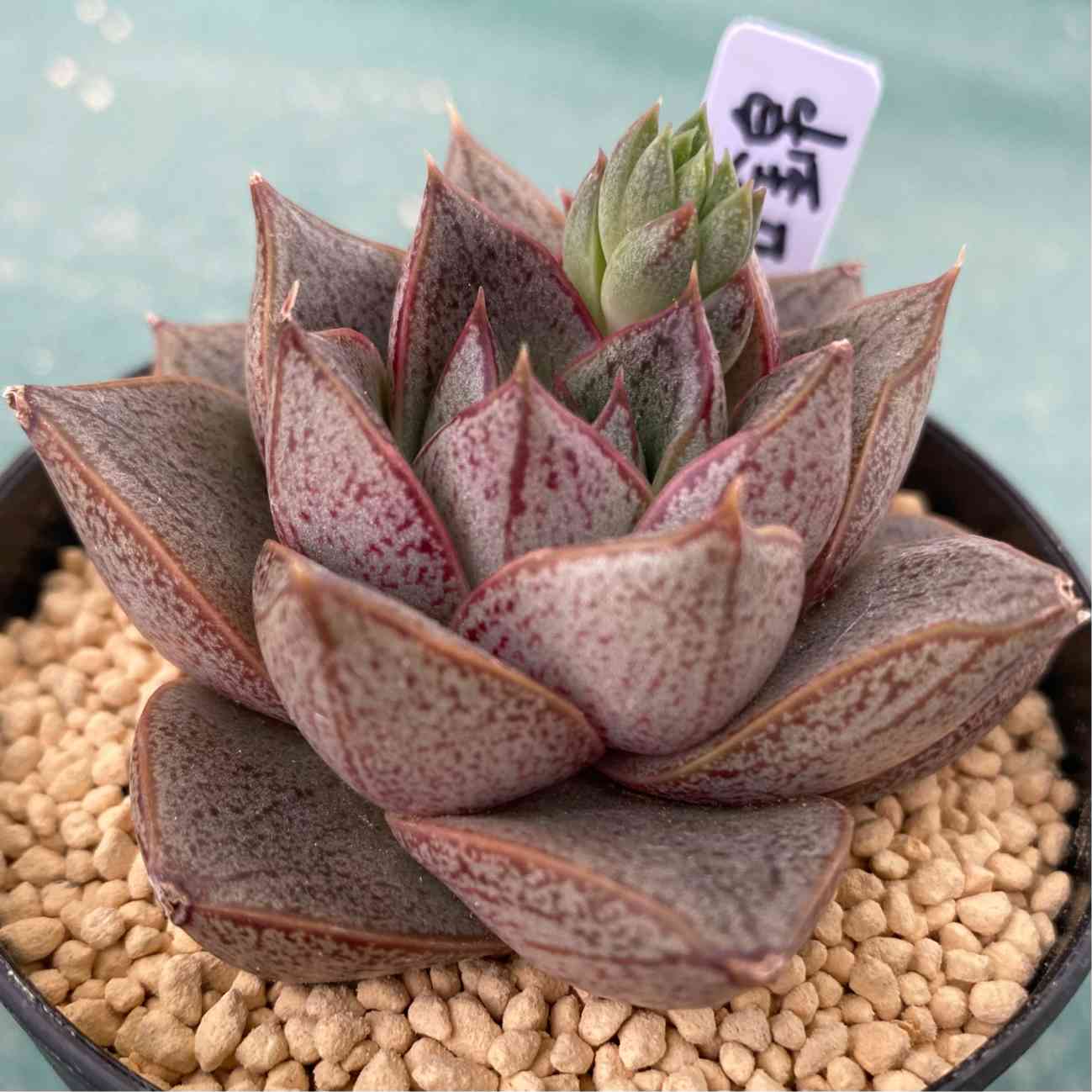 直輸入！ 高級品種 大きめ インドネシア多肉 レッドプリンス錦 速達付