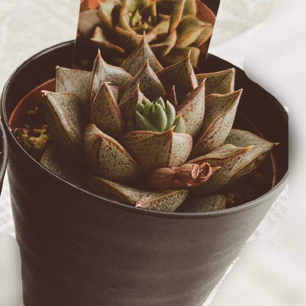 🔰大和錦｜🍀GreenSnap（グリーンスナップ）