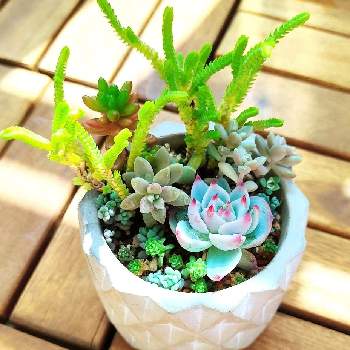 セダム属,多肉植物,多肉植物寄せ植え,多肉植物のある暮らし,多肉寄せ植えの画像