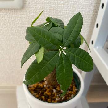 パキラ,賃貸,観葉植物初心者,植欲旺盛,猫と植物の画像