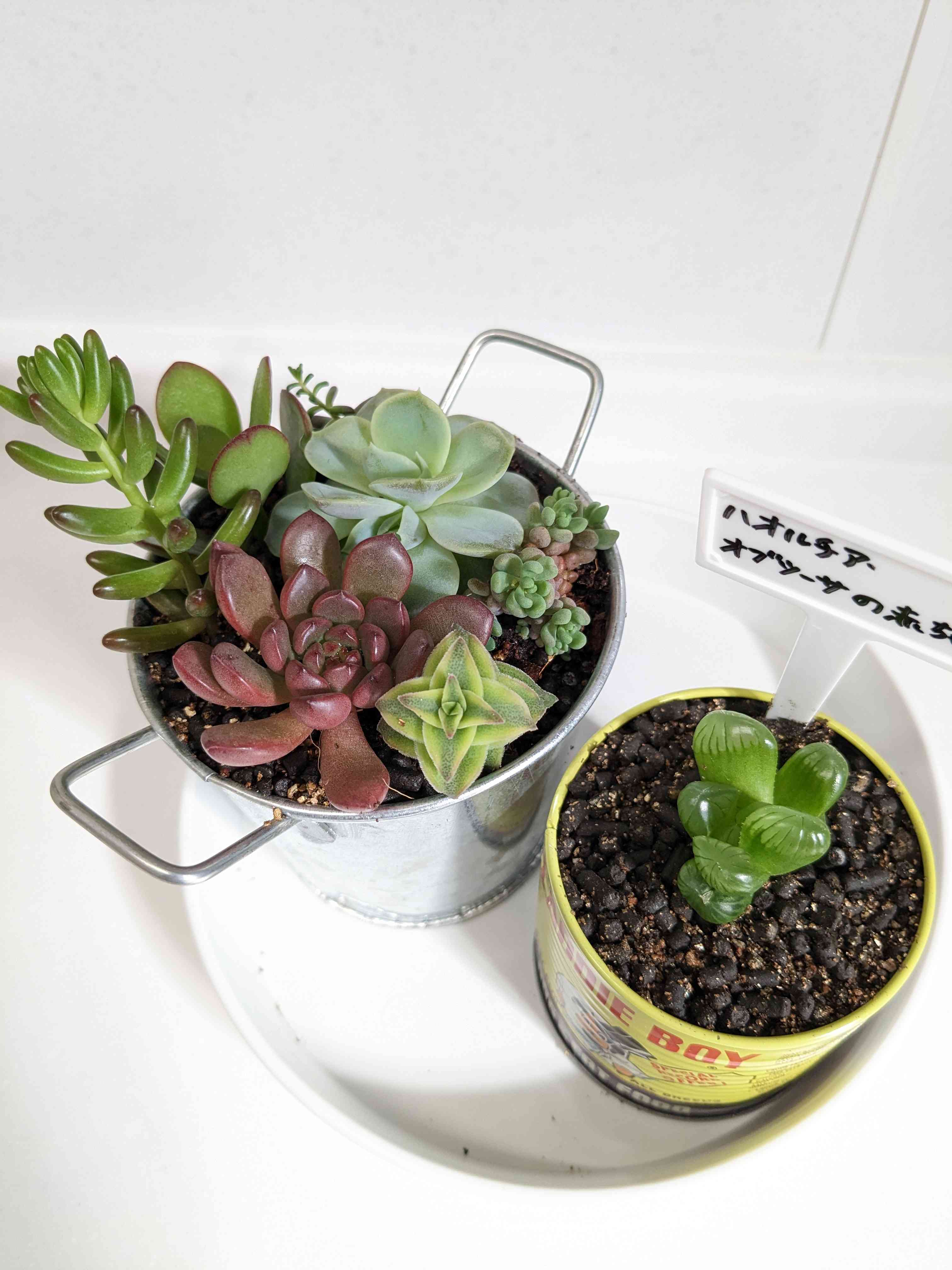 多肉植物 vanilla様 ❁︎ジョセリンズジョイ