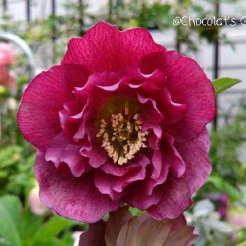 シャスターデージー,フランスギク,花のある暮らしの画像