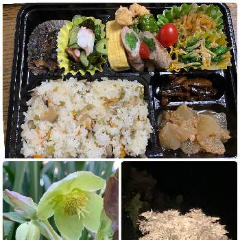 実生苗,育苗,手作り育苗ポット,ポット栽培,ポットの画像