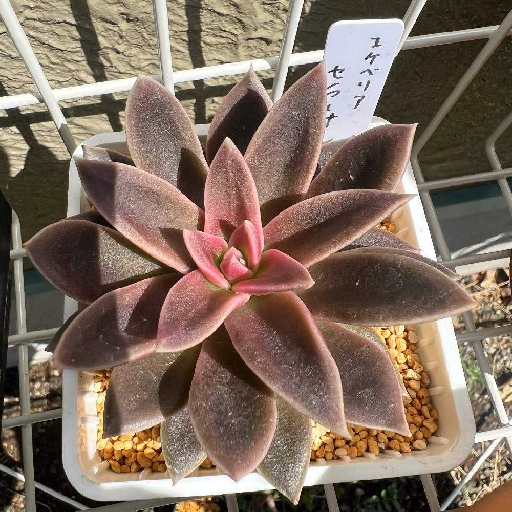 エケベリア セラーナ｜🍀GreenSnap（グリーンスナップ）