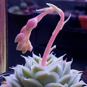 プレイオスピロス 帝玉,花芽の画像