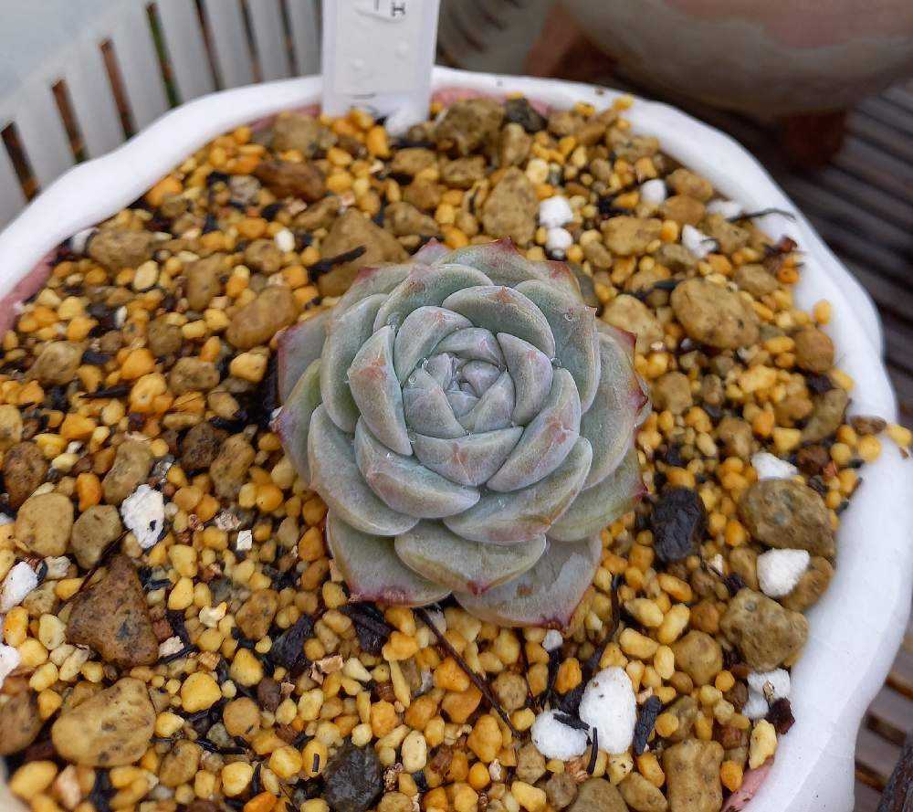 1108-X060エケベリア ホワイトドリームラバー35 個 小さい苗＊大人気