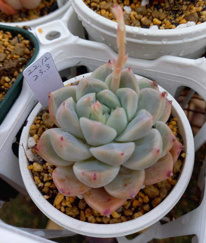 601🌹🌹モダンジェオン｜🍀GreenSnap（グリーンスナップ）