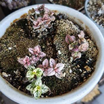 ヒポエステス,みどりのある暮らし,カラーリーフ,観葉植物,ダイソーの画像
