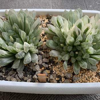 プレイオスピロス 帝玉,花芽の画像