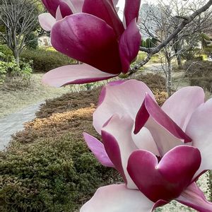 モクレン,ニシキモクレン,植栽,木の花,遊歩道の画像