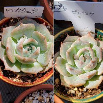 プレイオスピロス 帝玉,花芽の画像