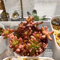 虹の玉,虹の玉（セダム属）,セダム属,多肉植物,観葉植物の画像