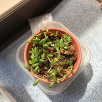 虹の玉の画像