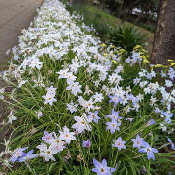  コウモリラン ,観葉植物,植物のある暮らし,グリーンのある暮らし,わが家の観葉植物❢の画像