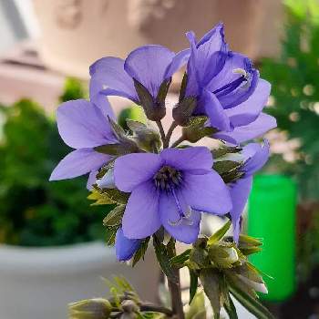 (祝)チーム・ブルー3周年,ポレモニューム鉢栽培,小花会,お花大好き,紫色の花の画像
