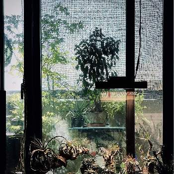  コウモリラン ,観葉植物,植物のある暮らし,グリーンのある暮らし,わが家の観葉植物❢の画像
