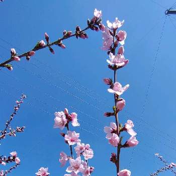 モモ,ももの花,桃の花,桃畑,空　～みんなへ届けの画像
