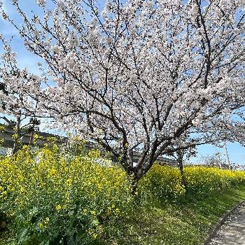 サクラ,菜の花,福岡,鮮やか ,さくら 桜 サクラの画像